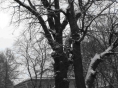В Твери 250-летний дуб внесен в реестр старовозрастных деревьев РФ - новости ТИА
