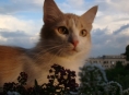 Конкурс "Котопёс и К" продолжается! Знакомьтесь с новым участником - котом Шкетом! - новости ТИА
