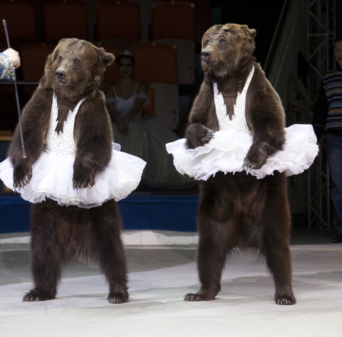 С 21 декабря Тверской цирк приглашает на новогоднюю программу "Елка в цирке" - ТИА