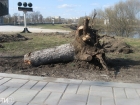 Всё, что осталось от многолетних голубых елей у Обелиска Победы