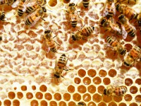 Под Тверью у пчел выявили опасное заболевание  - новости ТИА