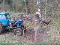 В Тверской области спасли лося, запутавшегося в оградительной сетке - Новости ТИА