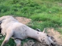 Медведь убил 12 лошадей на конеферме депутата Госдумы - новости ТИА