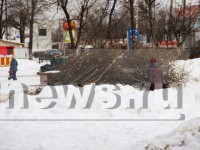 Специалисты МБУ «Зеленстрой» объяснили, почему массово вырубают деревья - Новости ТИА