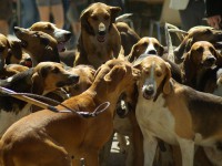 В Твери пройдут соревнования по стрельбе, тест-драйв вездеходов и выставка охотничьих собак - новости ТИА