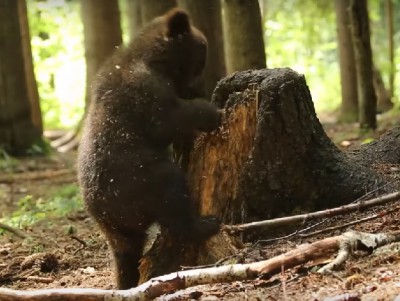 В Тверской области медвежата играют в "песочнице" - новости ТИА