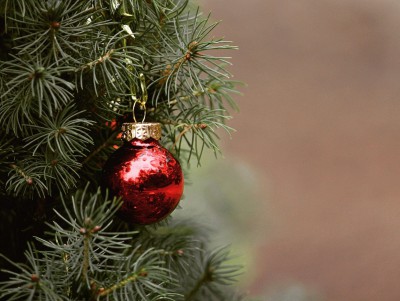 В Тверскую область привезли первые партии рождественских деревьев - новости ТИА