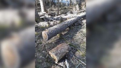 В Тверской области банда браконьеров нарубила леса на 55 млн рублей - новости ТИА