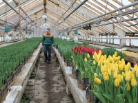 На клумбы Твери весной высадят 174 тысяч штук цветочной рассады - Новости ТИА