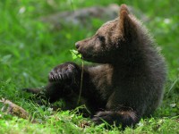 В Центре спасения медведей в Тверской области растут пять медвежат - Новости ТИА