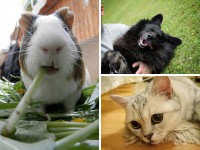 Хома, Ксюха и Чип- новые участники конкурса "Котопёс" - Новости ТИА