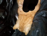 Зоозащитники ищут свидетелей жестокой расправы над кошками в отеле в Конаково - новости ТИА