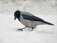 В Твери вороны болеют орнитозом - Новости ТИА