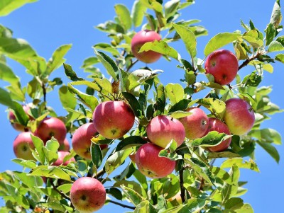 Щедрый урожай: простые и вкусные рецепты заготовок на зиму из яблок  - Новости ТИА