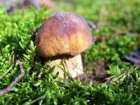 Роспотребнадзор опубликовал инструкцию по сбору и заготовке грибов - Новости ТИА
