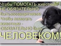 В Твери стартует традиционная благотворительная акция "Десятка десятого" в помощь бездомным животным - Новости ТИА