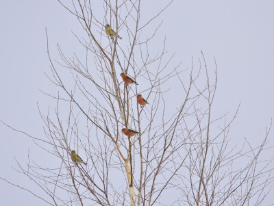 В этом году в Тверской области много "лесных попугайчиков" - новости ТИА
