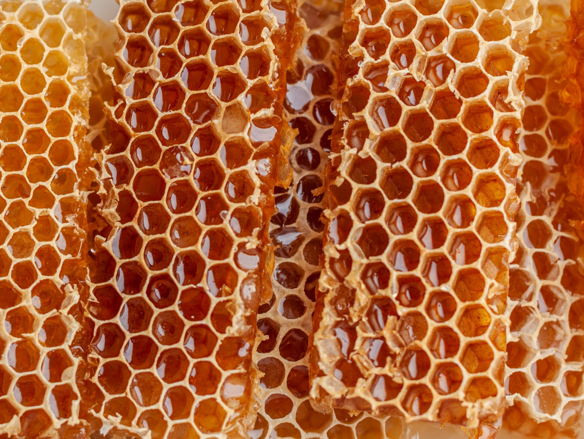 Тверской пасечник рассказал о видах на урожай мёда в текущем году - новости ТИА