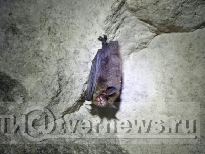 Тверская школьница исследовала почти две тысячи летучих мышей - Новости ТИА