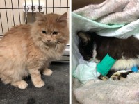 Толстый кот Чунька стал донором крови для бездомного больного котёнка - Новости ТИА