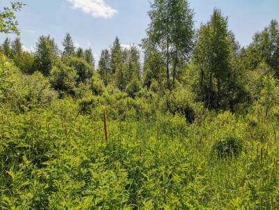 В Вышневолоцком районе по вине собственника 30 гектаров полей заросли лесом - Новости ТИА