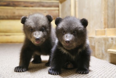Центр спасения медвежат поделился новым видео о жизни Шимы и Норда - Новости ТИА