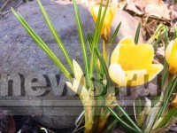 "Весна идёт — весне дорогу!": Синоптики назвали дату прихода тепла в Тверскую область - Новости ТИА