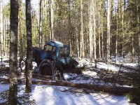 В Тверской области дерево упало на мужчину - Новости ТИА