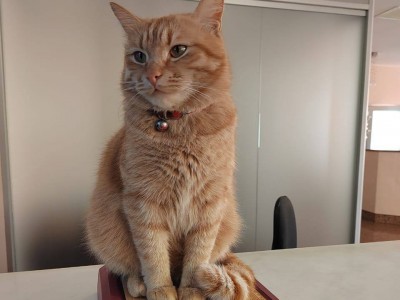 В Твери отель обрёл свой талисман - рыжего кота Осю - новости ТИА