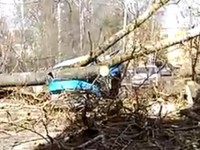 Во Ржеве ураган повалил деревья: одно из них раздавило машину - Новости ТИА