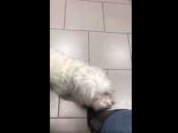 Хозяйка опубликовала видео последствий отравления изониазидом собаки в Твери - новости ТИА
