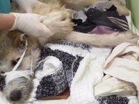 Тверские зоозащитники пытаются спасти изрешеченного пулями пса Дубровского - Новости ТИА