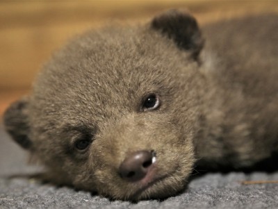 Биологи показали спасённых медвежат-тройняшек из Кировской области  - Новости ТИА