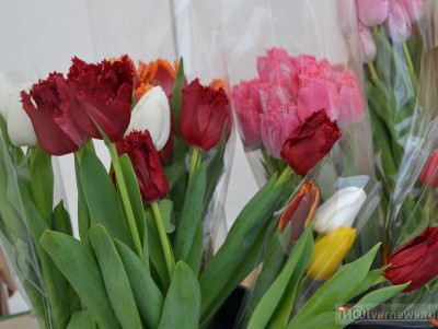 Тверские специалисты рассказали, как выбрать хорошие тюльпаны - новости ТИА