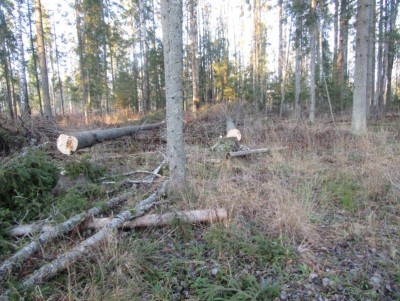 Чёрные лесорубы уничтожили ели и сосны на 2 миллиона рублей - новости ТИА