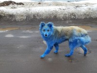 Синяя собака из Удомли, над которой издевались малолетки, умерла в ветклинике - новости ТИА
