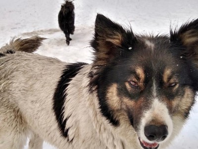 В Твери пёс несколько дней ждёт свою погибшую подругу - Новости ТИА