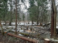 В Тверской области задержали мужчину, который срубил десять деревьев - новости ТИА