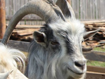 Чудо-природы: под Тверью на ферме живёт козёл, который даёт молоко - новости ТИА