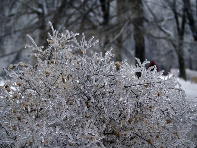 Ледяной дождь в Тверской области прогнозируют ещё два дня - новости ТИА