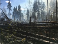 Под Тверью загорелся лес - Новости ТИА
