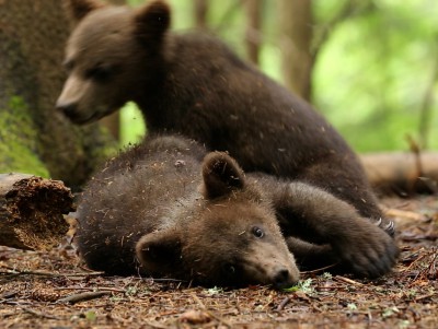 Биологи из Центра спасения медвежат-сирот рассказали о когтях у топтыжек - новости ТИА