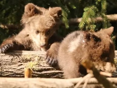 Центр спасения медвежат в Тверской области показал, как играют мишки в лесу - Новости ТИА