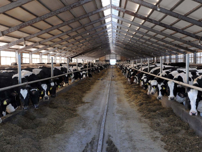 В Тверской области планируют модернизировать отрасль мясного животноводства - новости ТИА