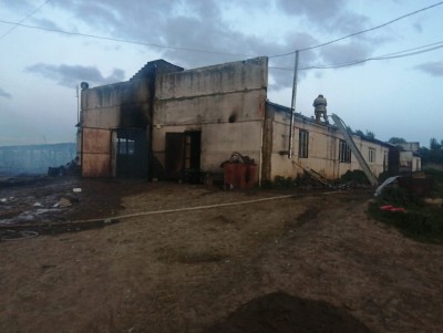 В Тверской области в пожаре на ферме погибли коровы с телятами - Новости ТИА