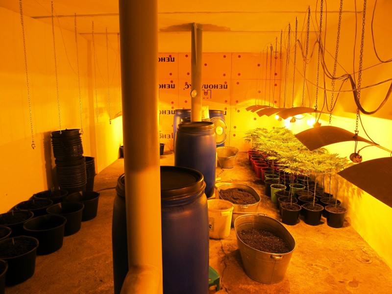 выращивание марихуаны в погребе