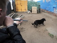 В Твери начались работы по отлову безнадзорных животных: за неделю были пойманы 24 собаки - Новости ТИА