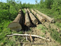 В Тверской области осудили браконьера, вырубившего целую рощу деревьев - новости ТИА
