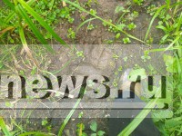 В Тверской области медведь обосновался возле дач - новости ТИА