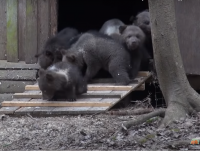 Опубликовано трогательное видео, как спасенные медвежата впервые выходят из берлоги - новости ТИА